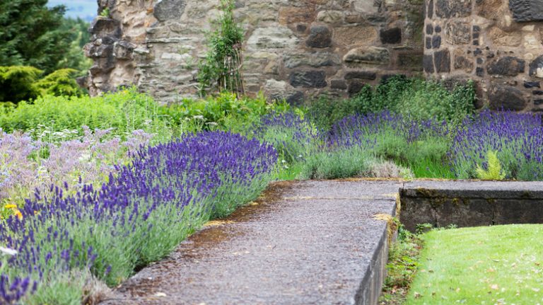 Lavender and thyme