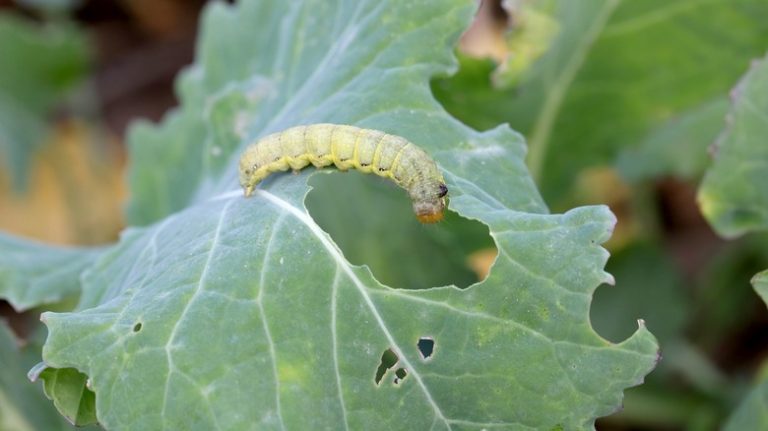 armyworm on leaf