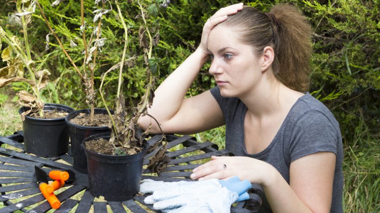 Woman staring at dead plants