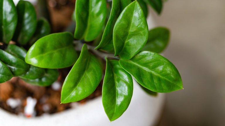 Zamioculcas Zamiifolia ZZ plant leaves