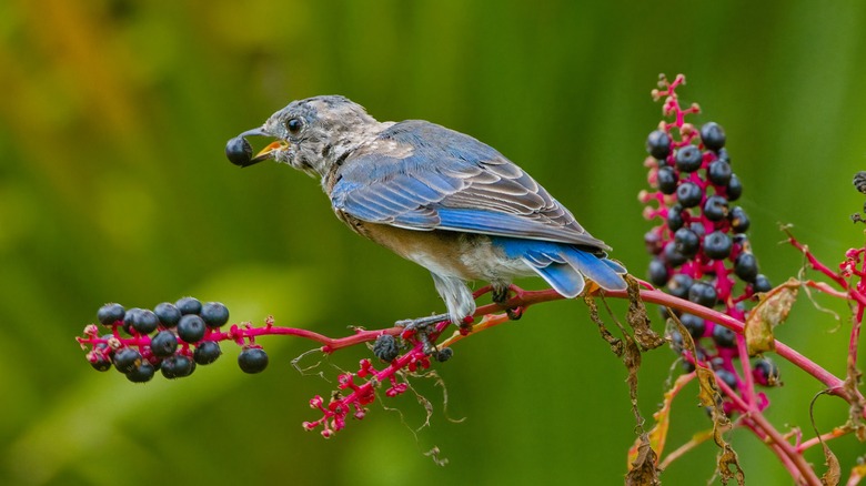 Bird eating berries