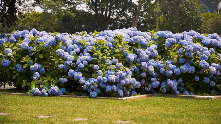 blooming hydrangea hedge