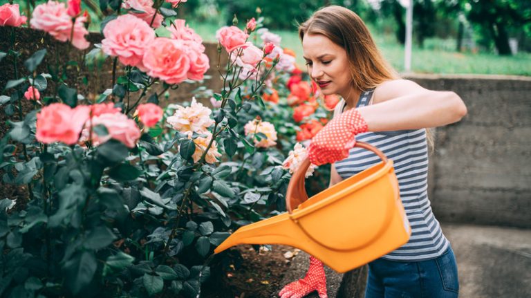 woman watering pink roses