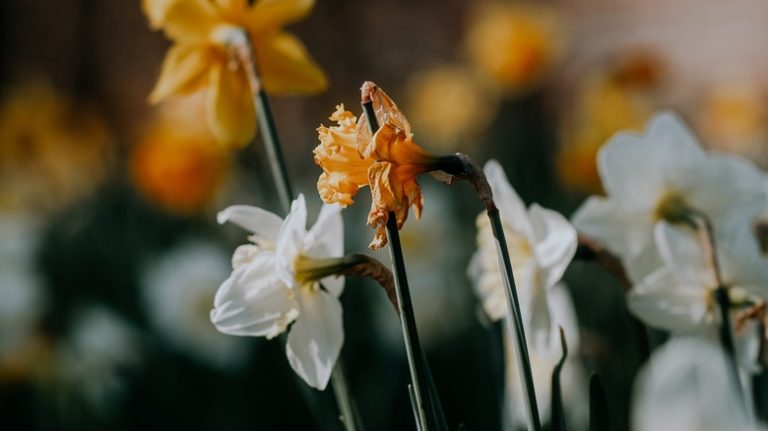 withering daffodil flower