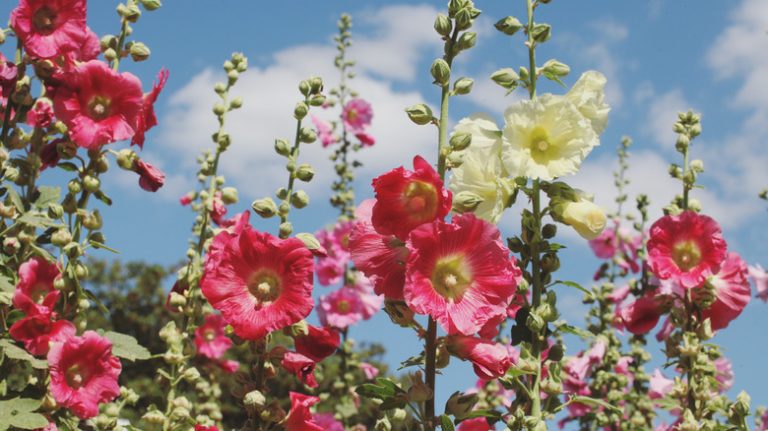 Blooming pink and red hollyhocks