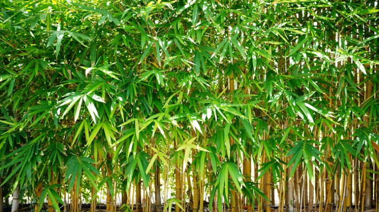 garden with bamboo border