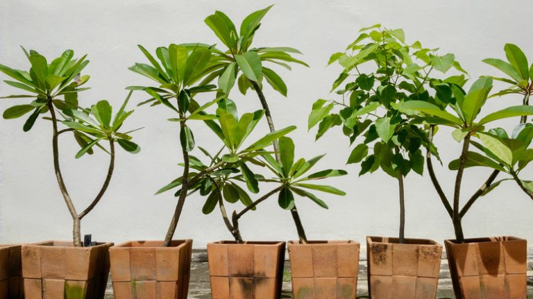 Plumiera trees in clay pots