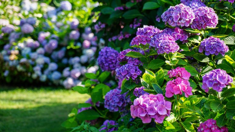 Purple hydrangea bush