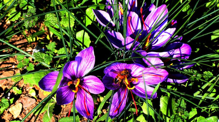 saffron crocus growing in garden