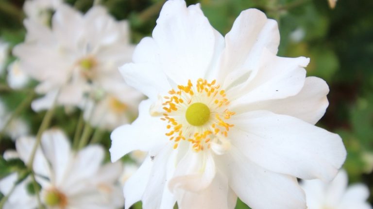 Skeleton flowers in bloom