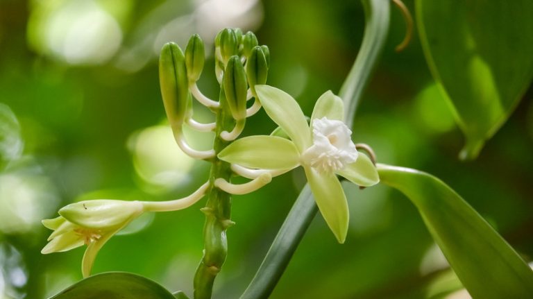 Tips for Growing and Caring for Vanilla Orchids - Global Ideas