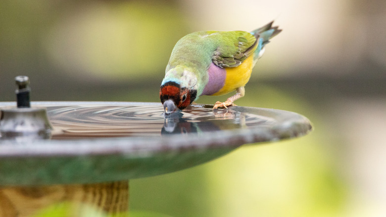 bird drinks from bird bath