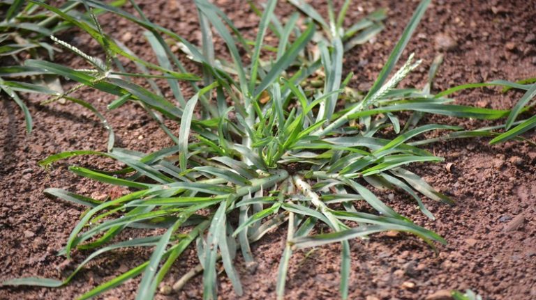 goosegrass weed