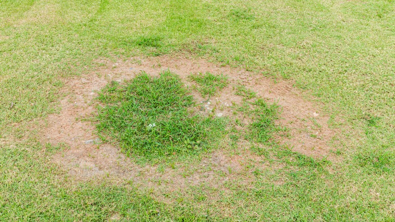 fungal patch on lawn