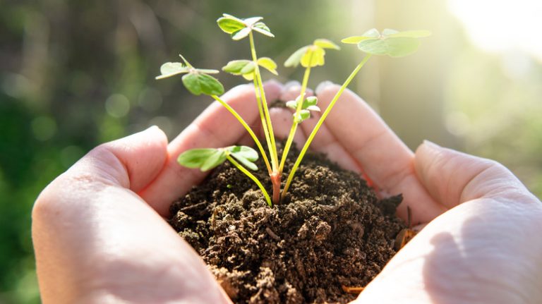 Hands holding clover sprouts