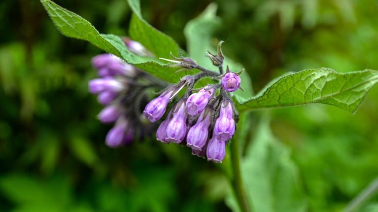 Comfrey flowers