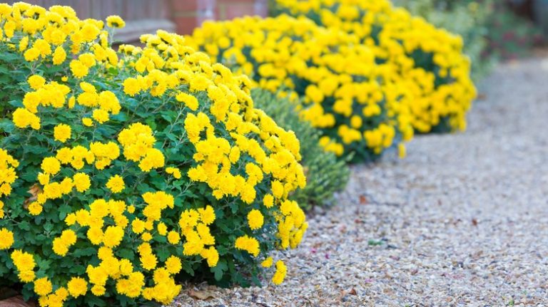 yellow mums in garden