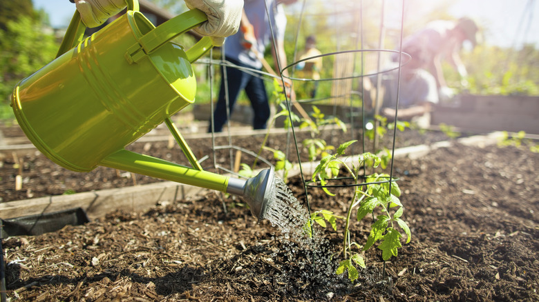 watering plant with watering can