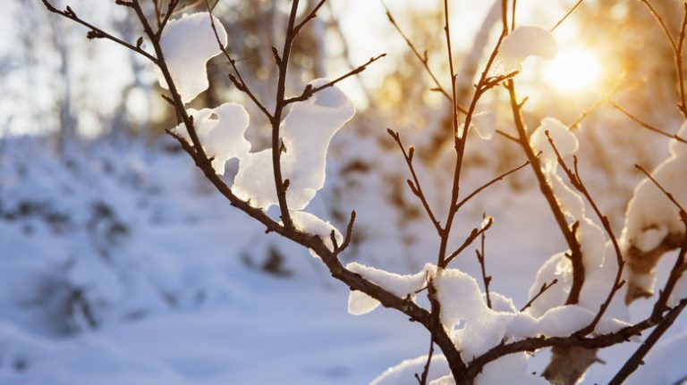 tree with snow on it