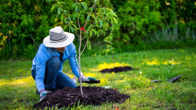 Man planting tree