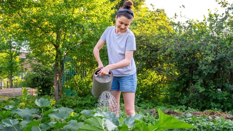 person waters garden watering can