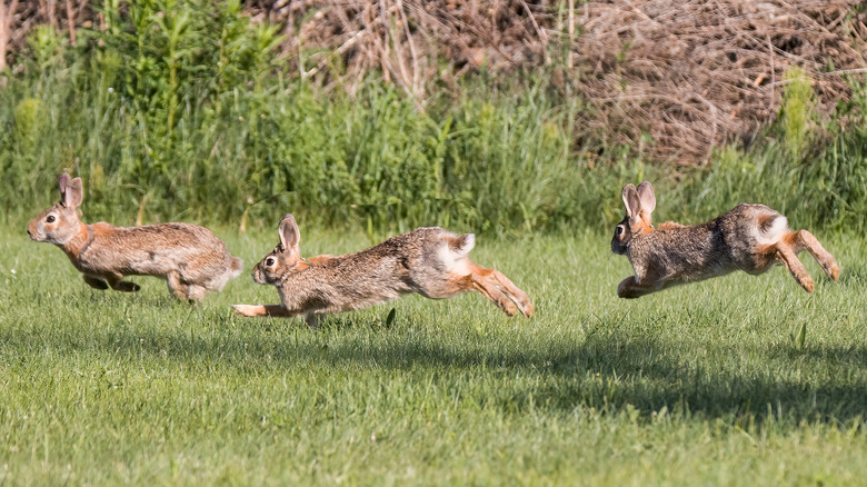 Rabbits running in grass