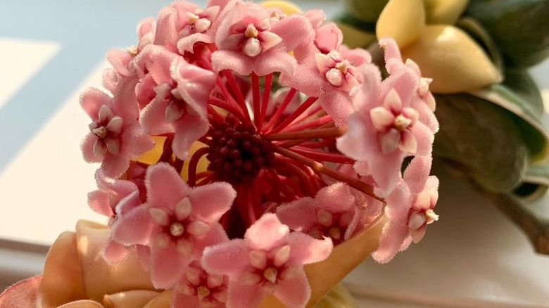 Blooming Hindu rope plant