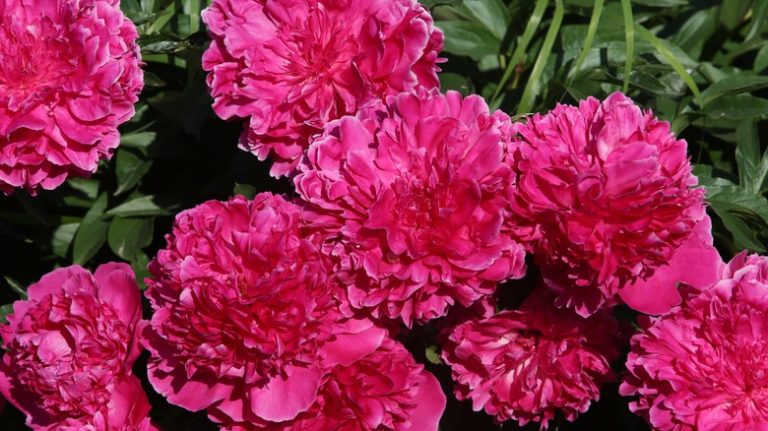 Pink peonies