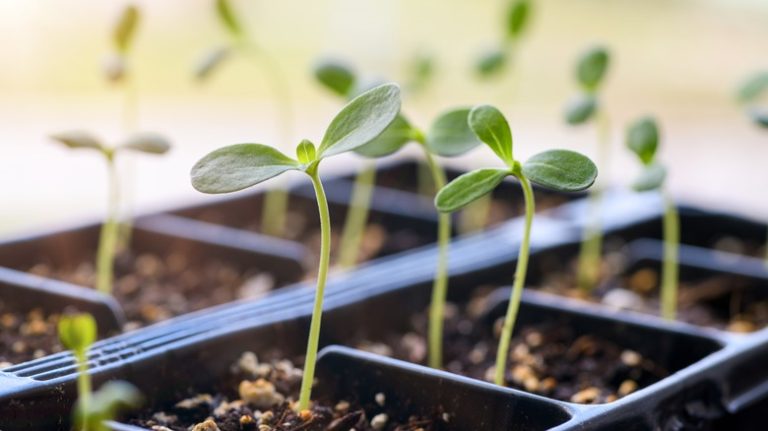 seedlings in plastic trays