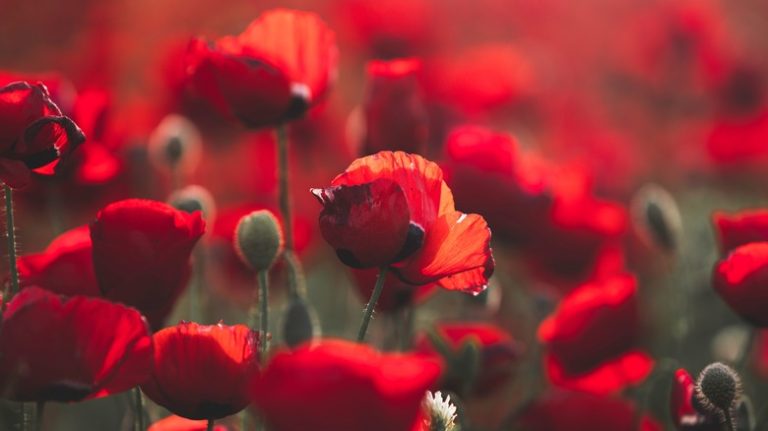 Poppies in the garden