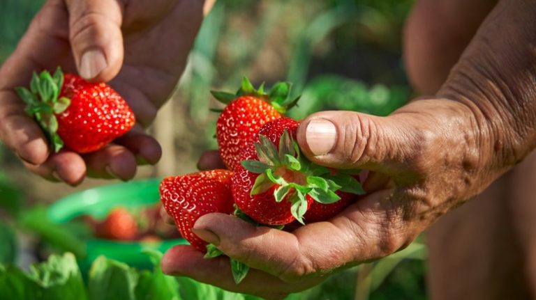 Strawberries with straw mulch