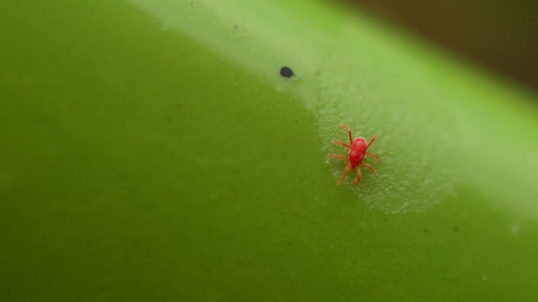 Single chigger on leaf