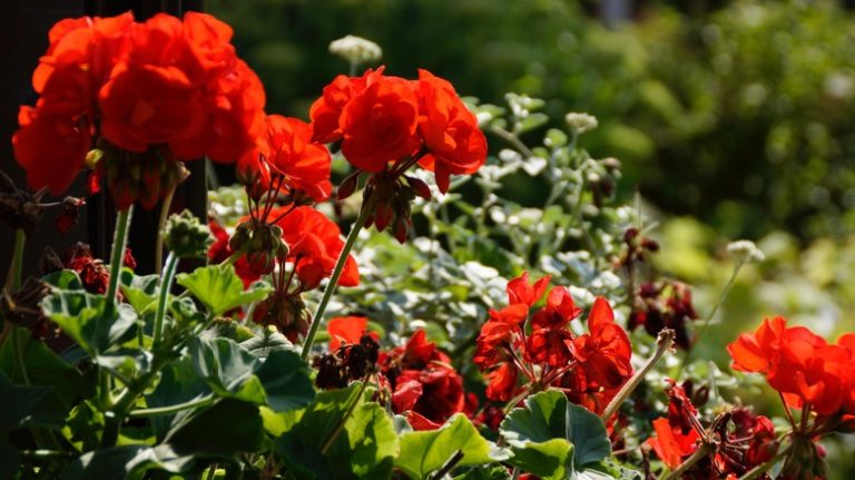 Red geraniums