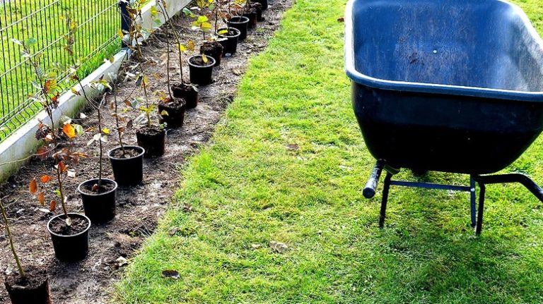 Edge of grass in garden