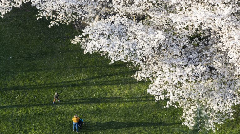 White blossoms on tree