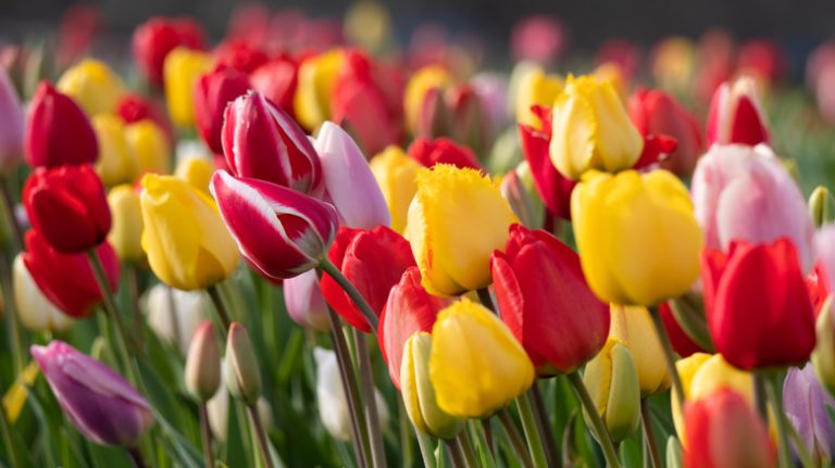 tulips growing outside