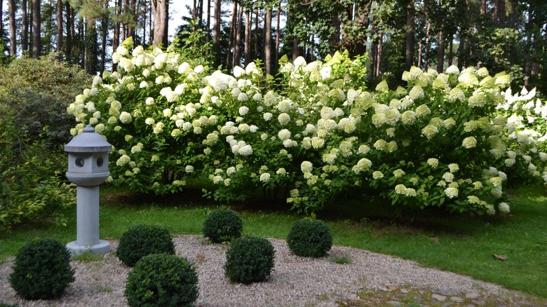 white hydrangea bushes in garden