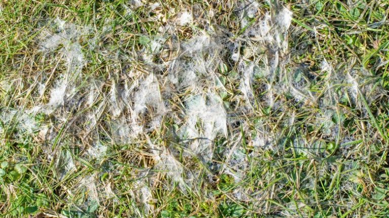 Snow mold on lawn