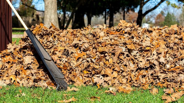 Leaf pile and rake