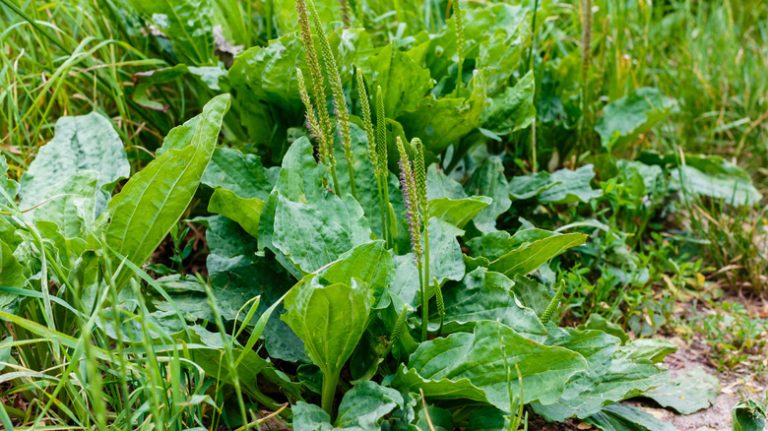 Broadleaf plantain plantago major weed