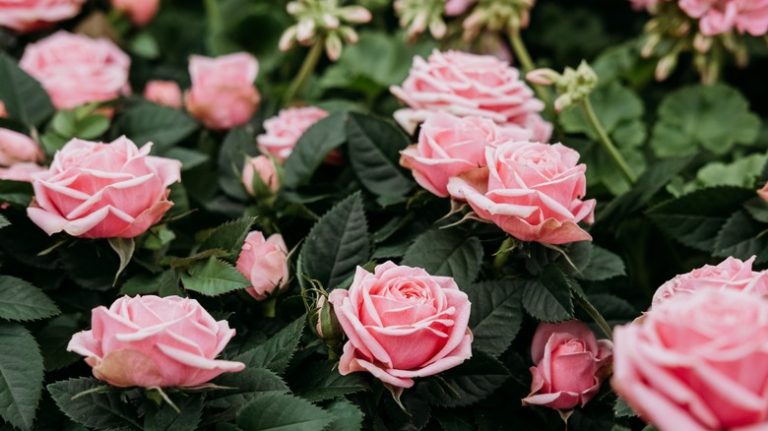 Pink roses in garden