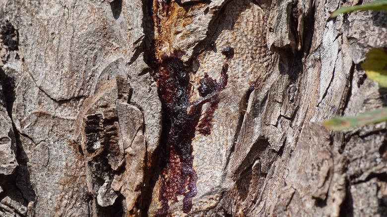 Tree bark with reddish sap oozing
