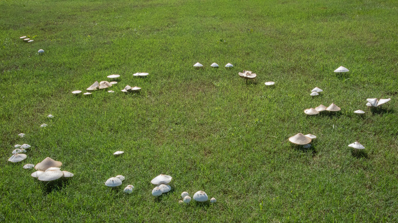 mushroom circle in lawn
