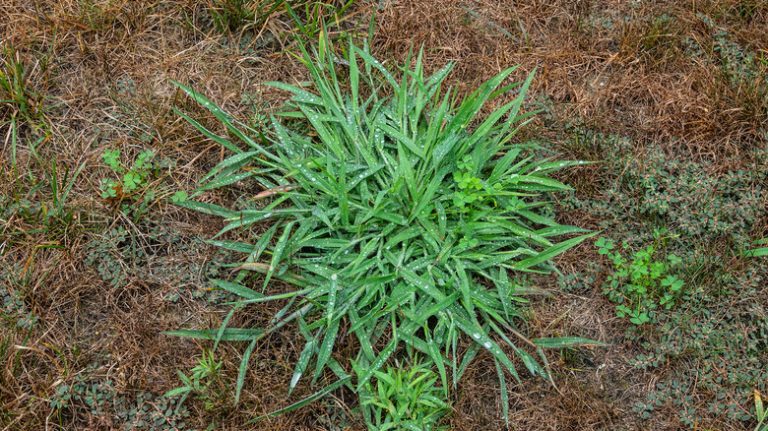 wet green crabgrass weed