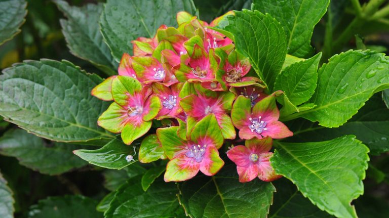 Pistachio hydrangea growing