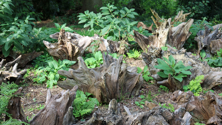 Stumpery with trees in background