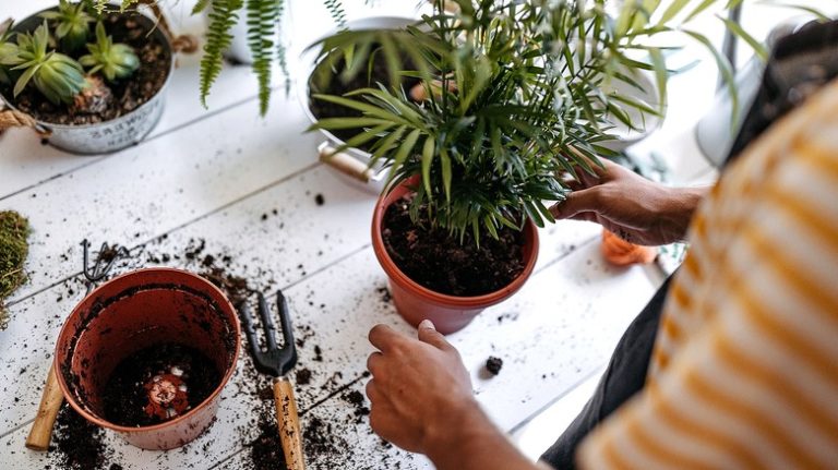 Person potting plants