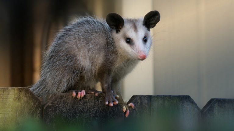 possum on fence