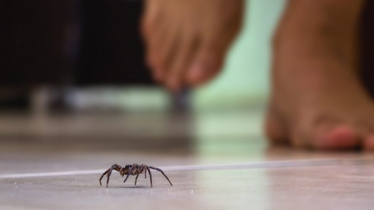 Spider crawling in home