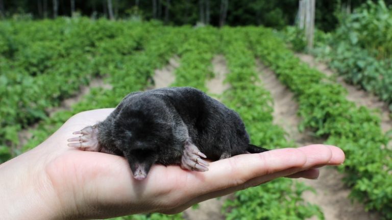 Mole in hand by garden